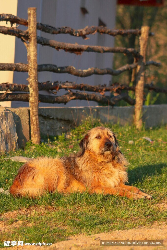 阳光下休憩的金毛犬