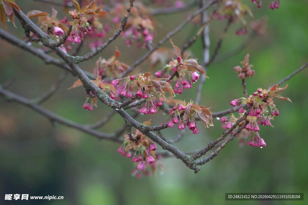 枝头绽放的粉嫩花朵