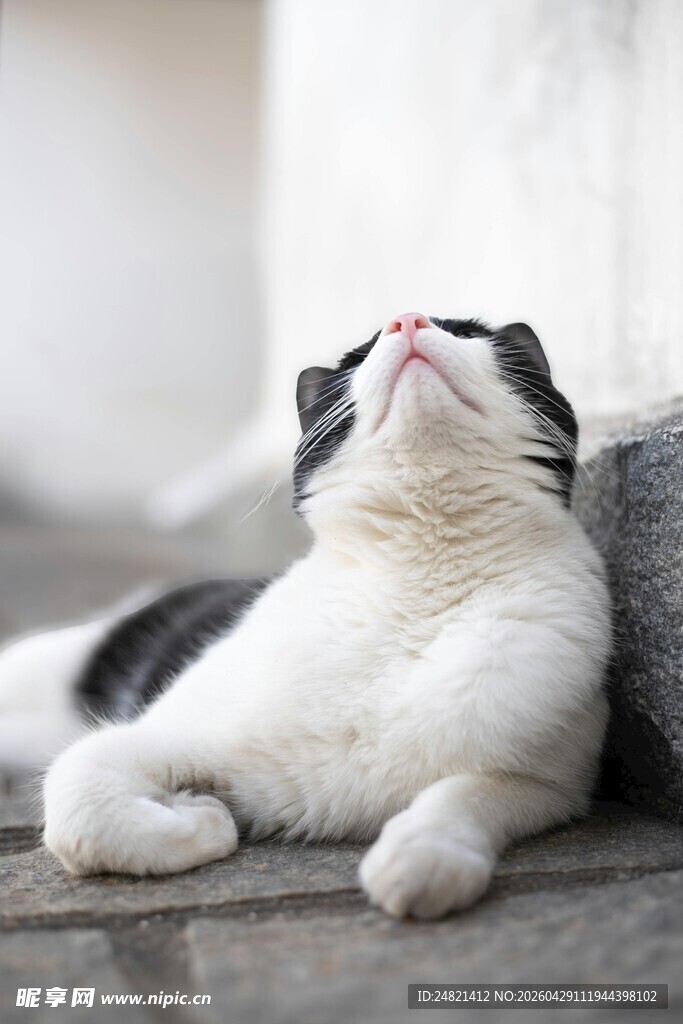仰头休憩的可爱猫咪
