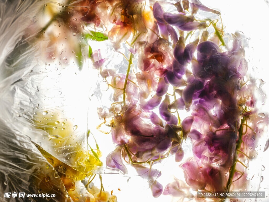 梦幻花卉透明创意影像