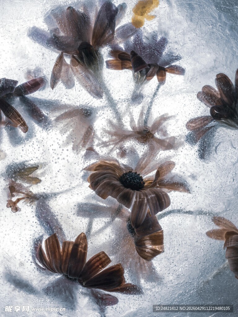 雪覆花朵显别样景致