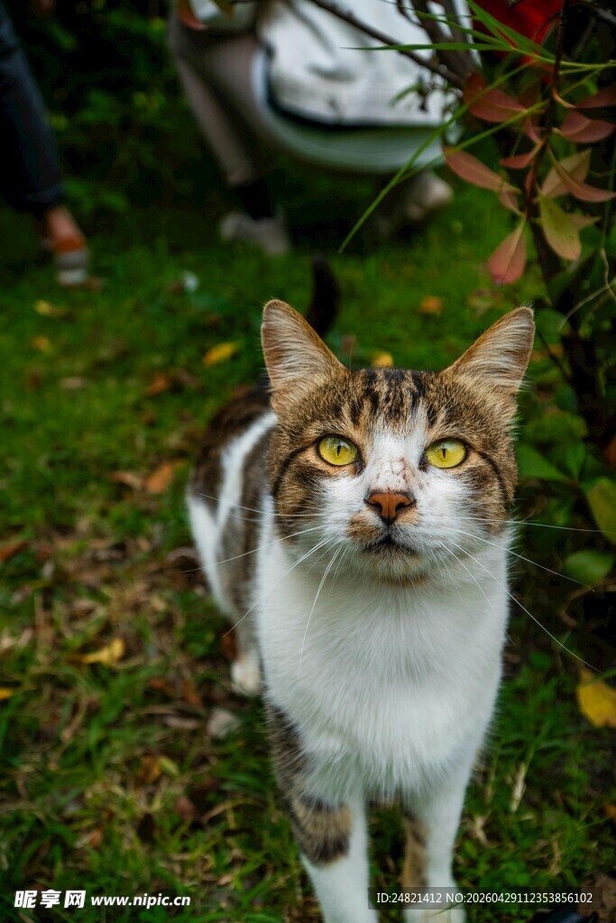 草地中的可爱斑纹猫咪