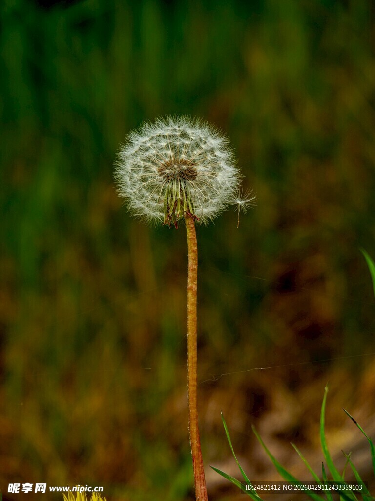 孤独蒲公英