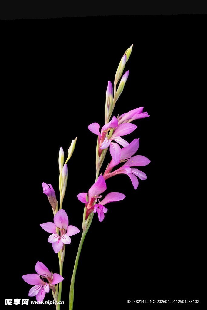 优雅绽放的粉色鸢尾花
