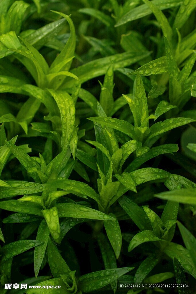 翠绿叶片密集植物景观