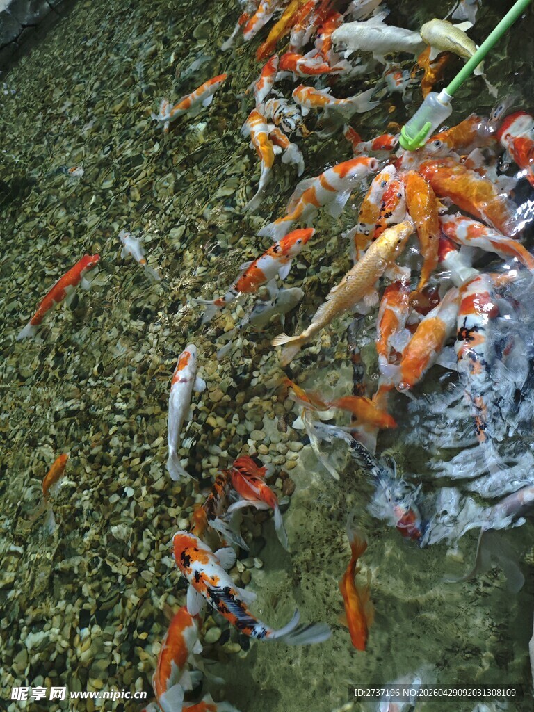 鲤鱼