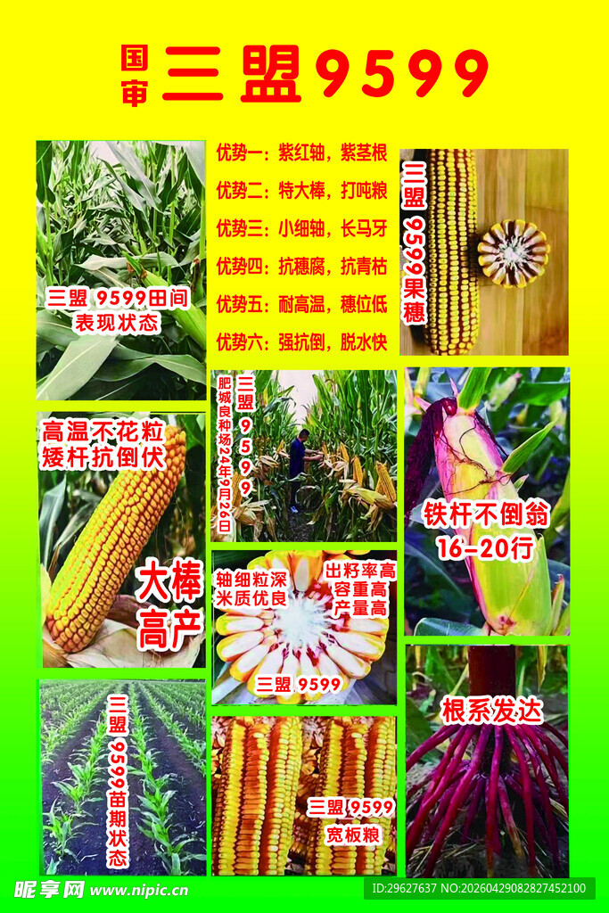 优质玉米种子展示