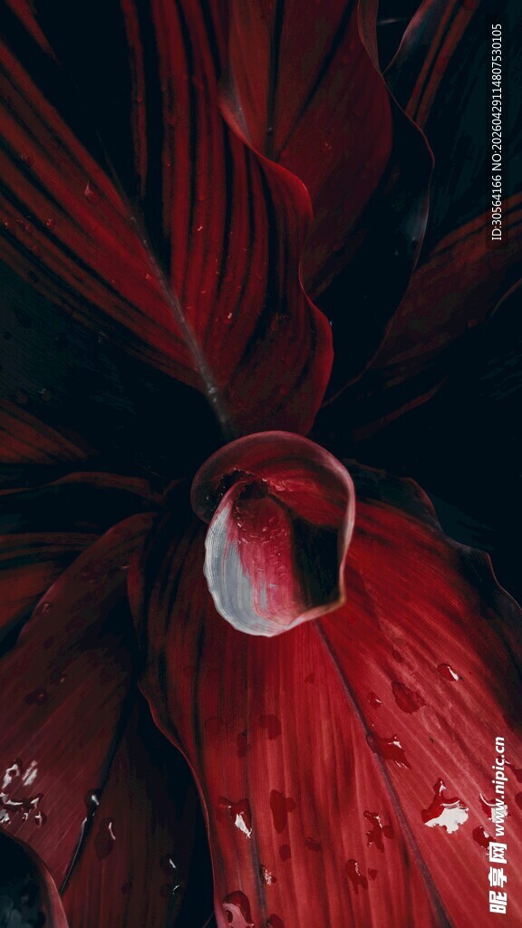 红花瓣上的晶莹水珠
