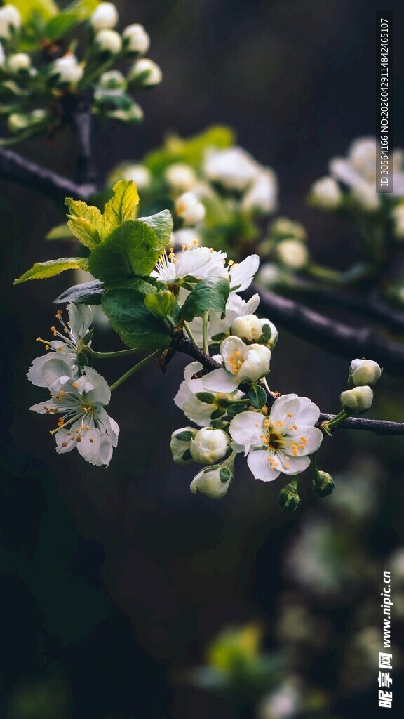 枝头绽放的白色花朵
