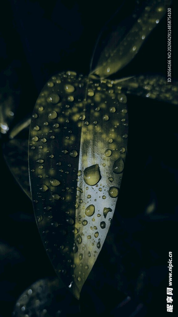 叶片上晶莹的水珠
