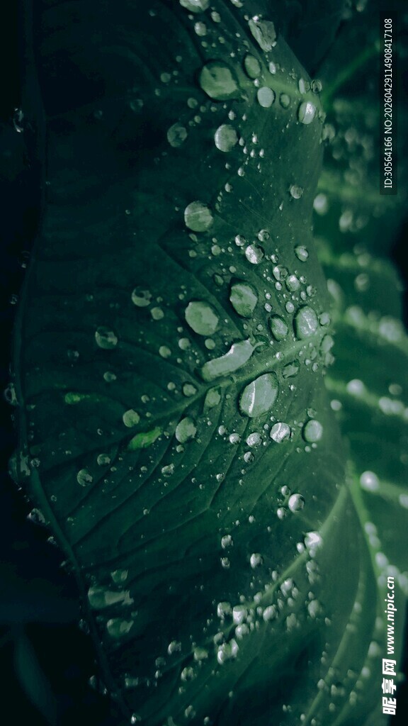 绿叶上晶莹的水珠
