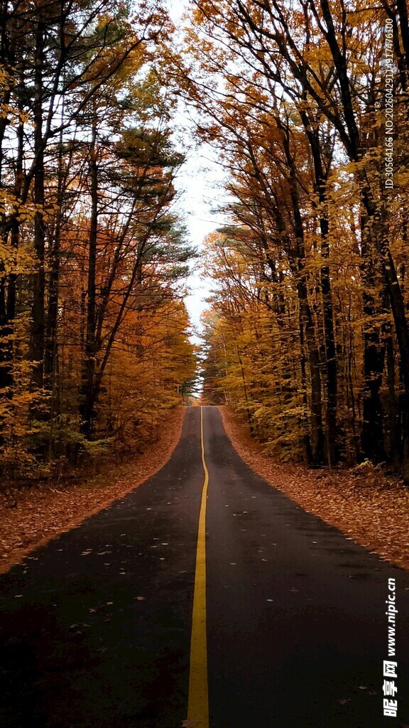 秋日林间公路美景