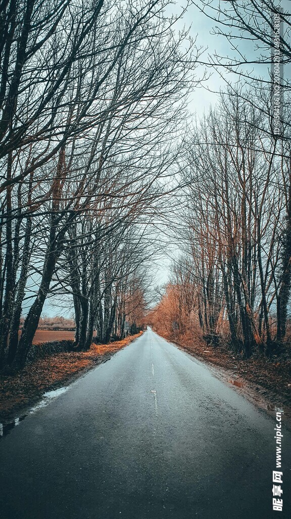 冬日林间空寂道路