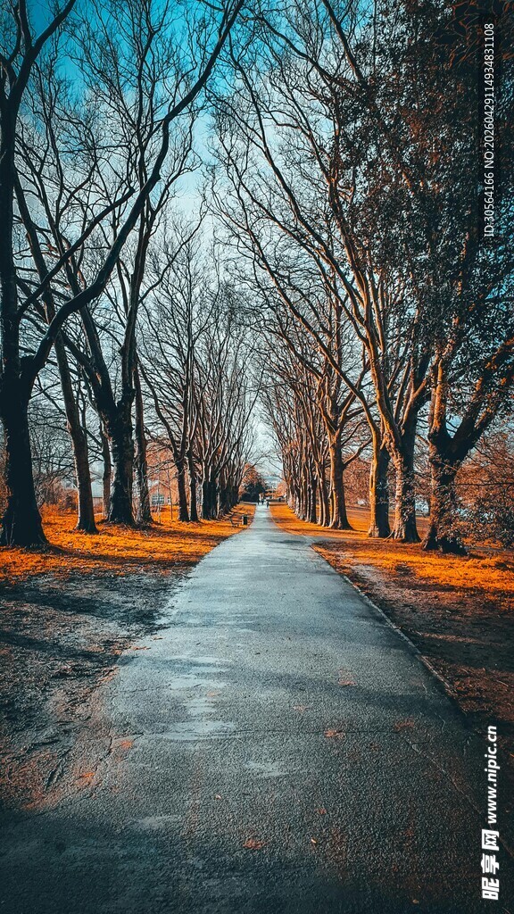 秋日林间静谧小路