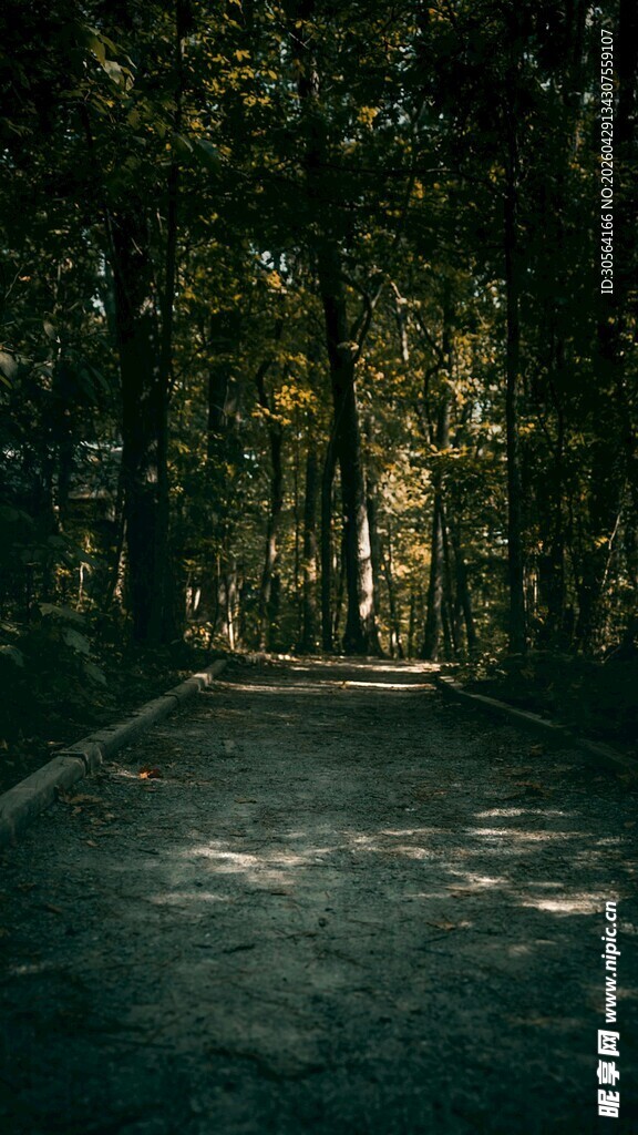 林间幽径光影洒落