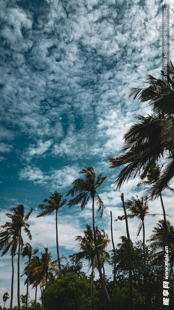 蓝天椰林美景