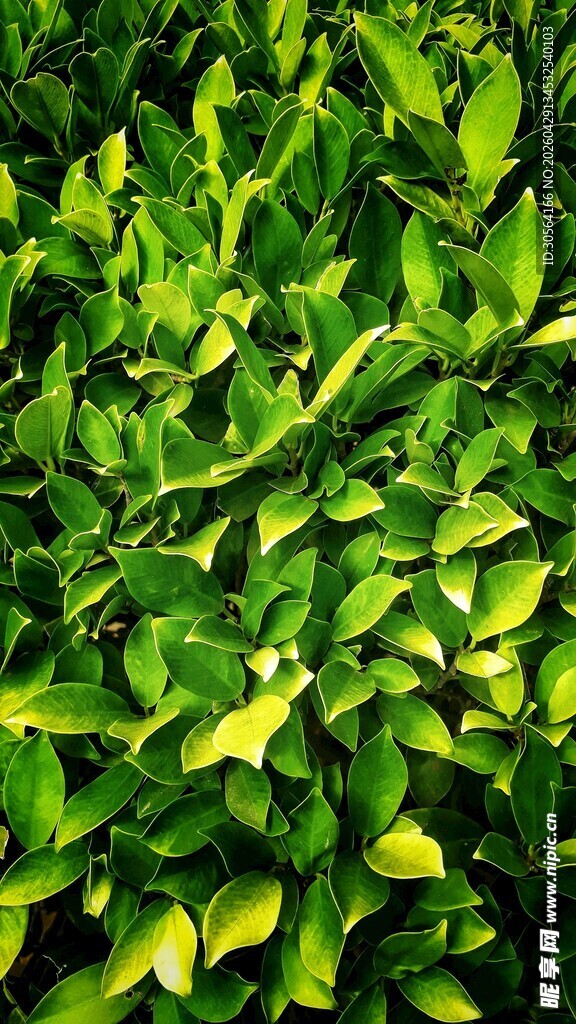 翠绿斑斓的植物叶片
