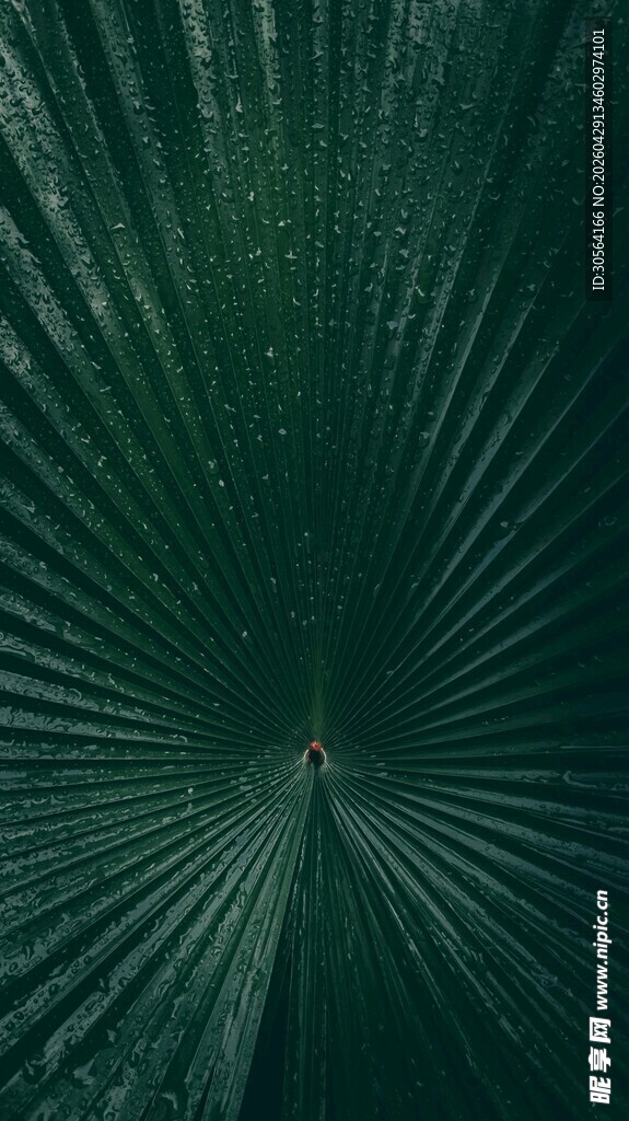 扇形绿叶纹理特写