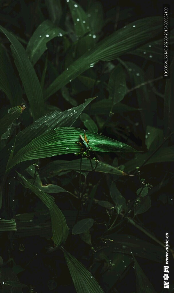 暗夜中的翠绿叶片