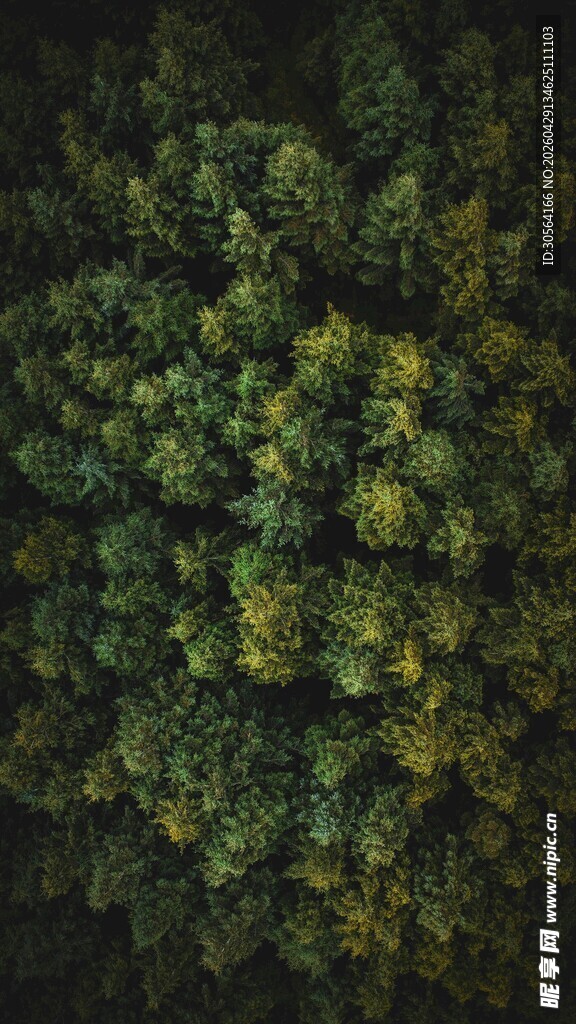 俯瞰茂密森林景观