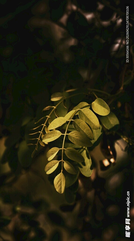 阳光下的翠绿树叶