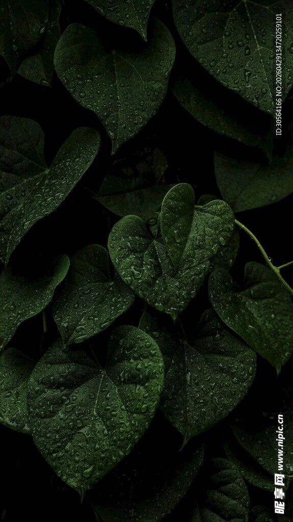 深绿心形叶片植物特写