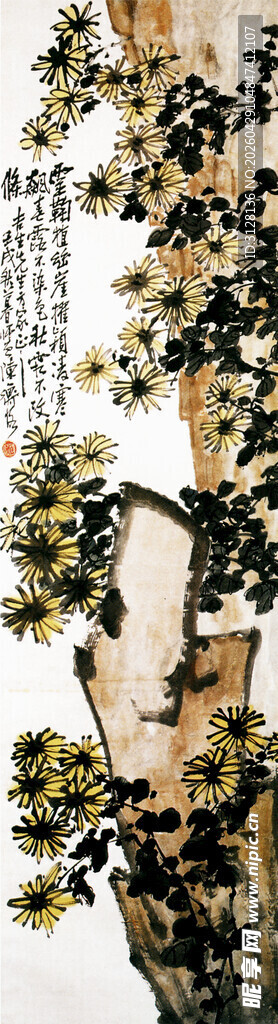 菊花图