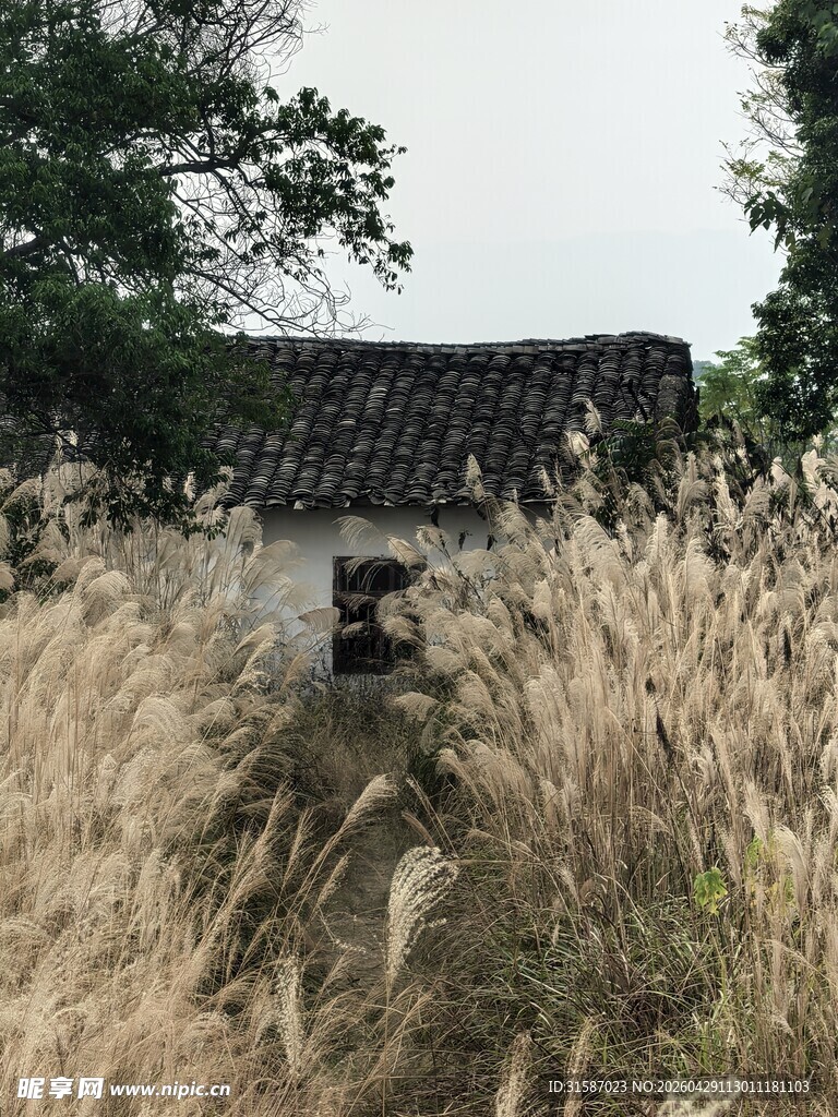 荒废小屋隐于金黄草丛中