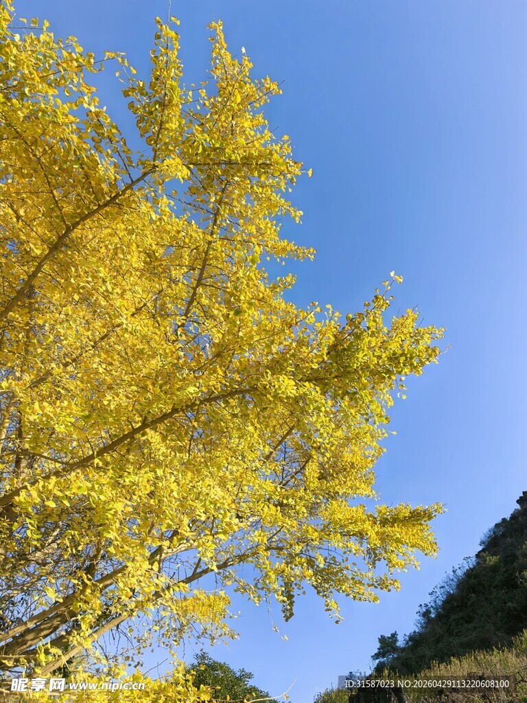 金黄银杏映蓝天