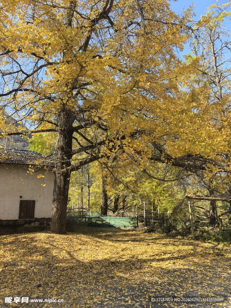 秋日庭院银杏美景