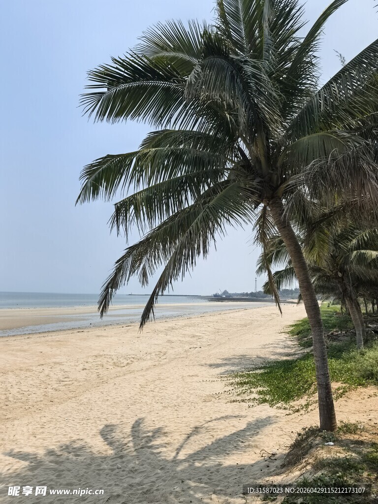 热带沙滩上的椰树美景