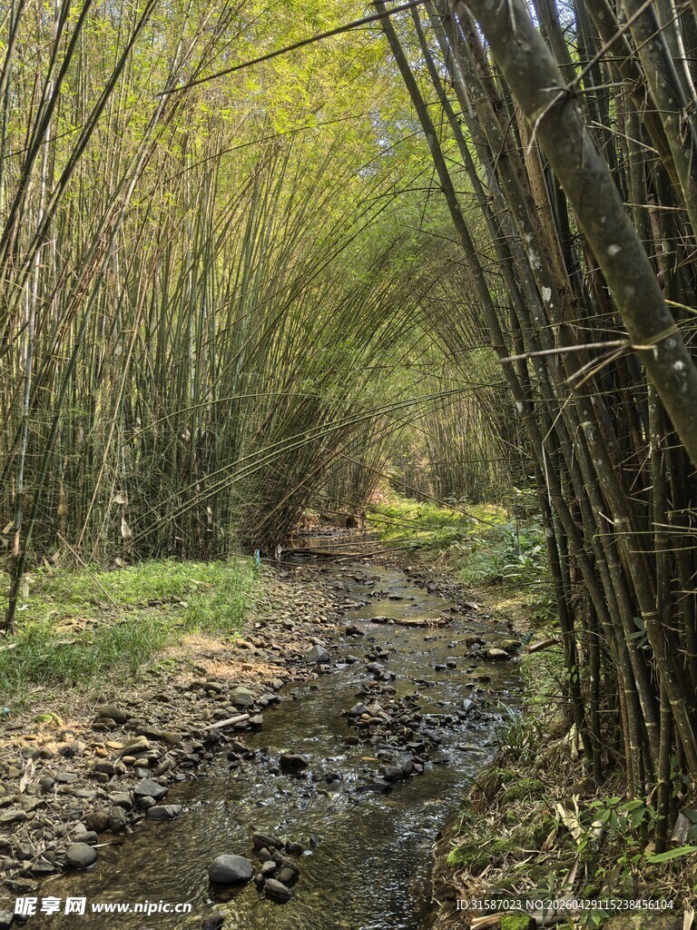 竹林间的潺潺溪流