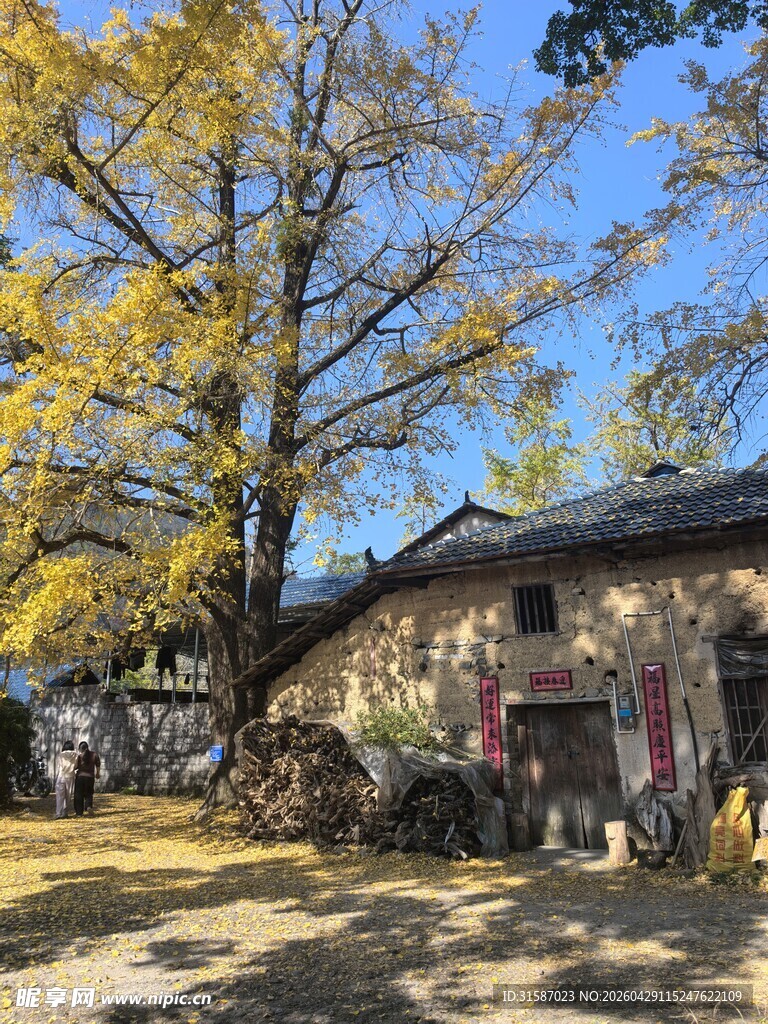 古树下的乡村老屋