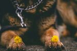 带链萌犬爪踩黄色小花