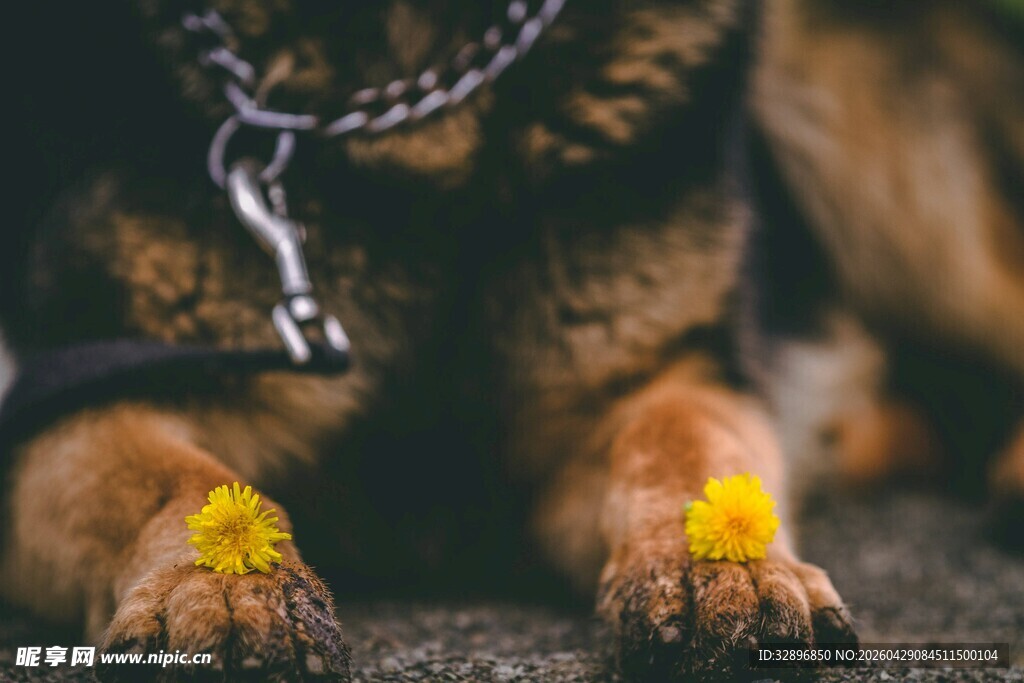 带链萌犬爪踩黄色小花