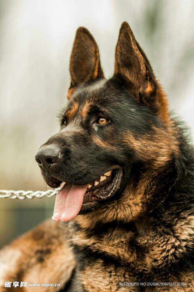 德国牧羊犬特写