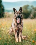草地中坐立的帅气德国牧羊犬