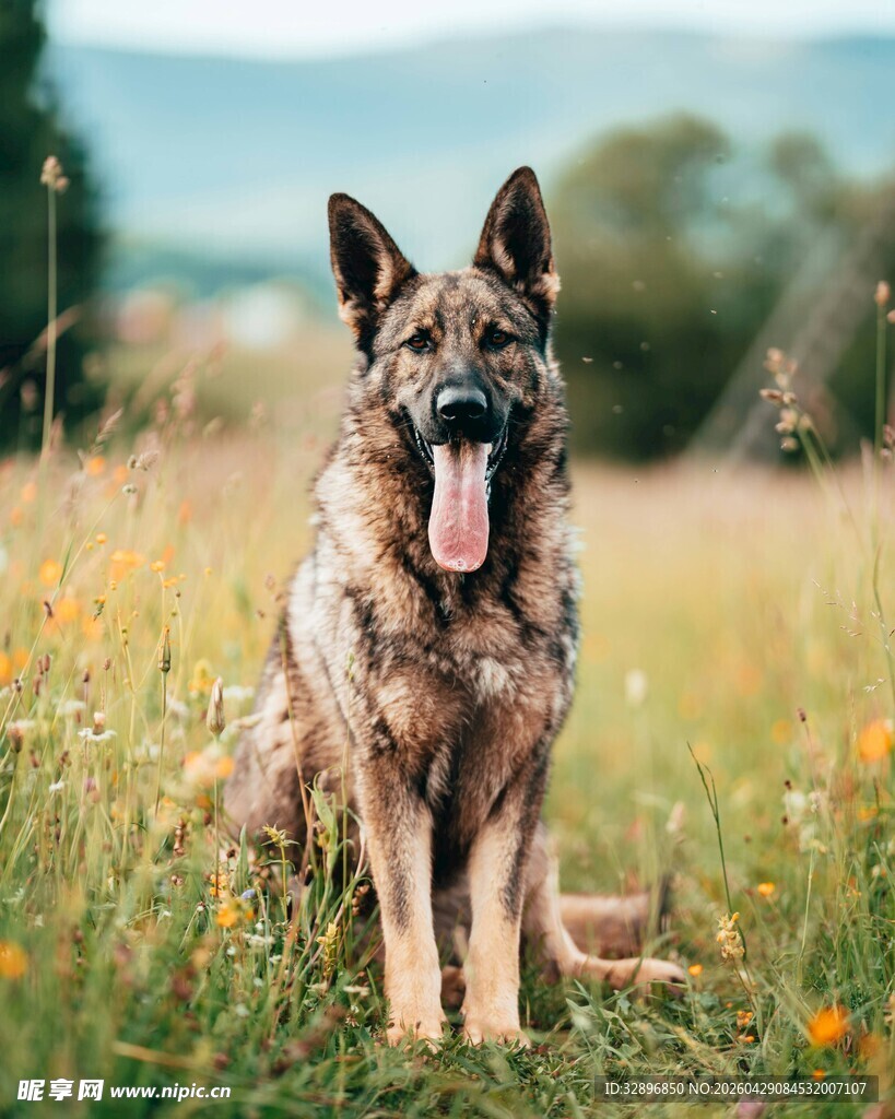 草地中坐立的帅气德国牧羊犬
