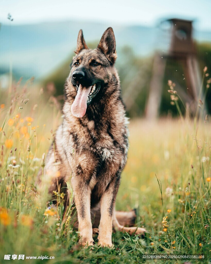 坐于草地的帅气德国牧羊犬