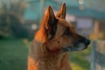 阳光下的德国牧羊犬