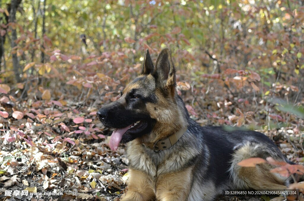德国牧羊犬休憩于落叶间
