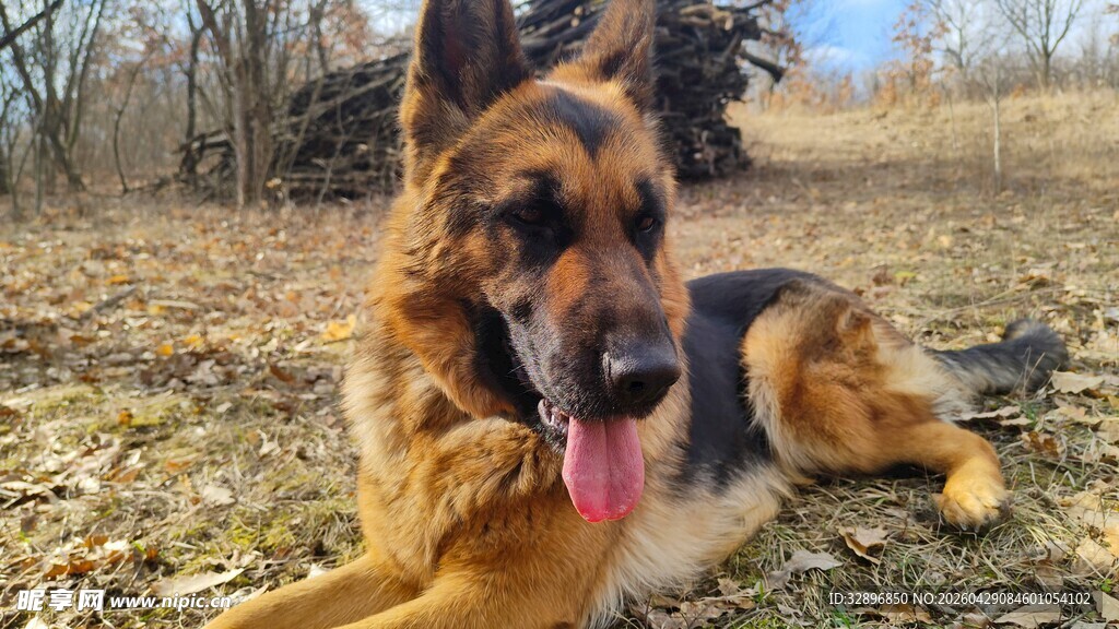 德国牧羊犬悠闲趴于草地
