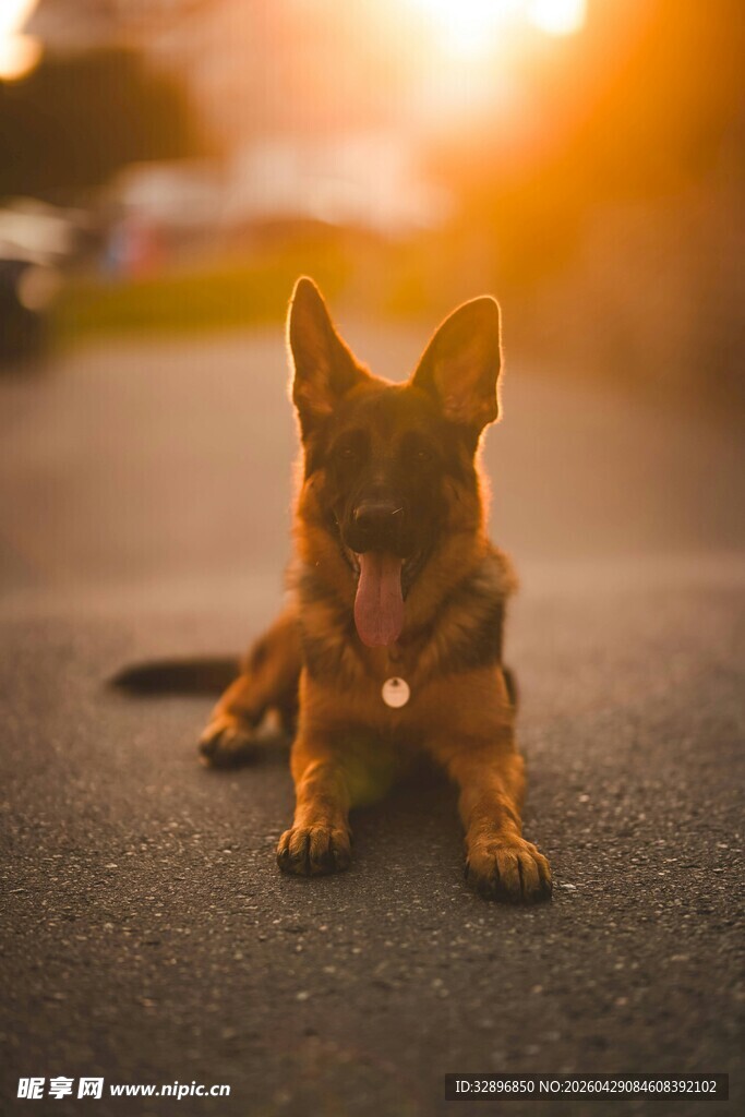 夕阳下的趴卧小狗