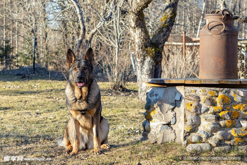 德国牧羊犬户外蹲坐
