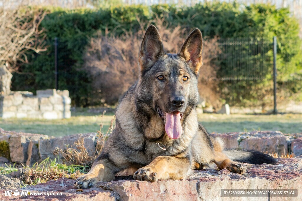 德国牧羊犬户外惬意休憩