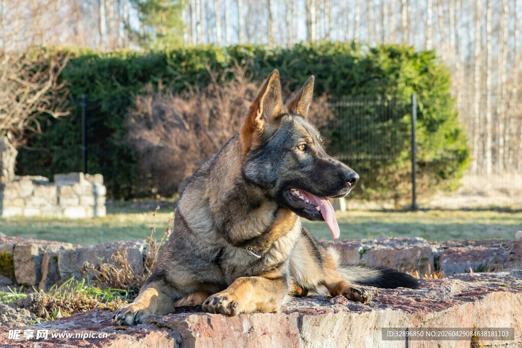 户外休憩的德国牧羊犬