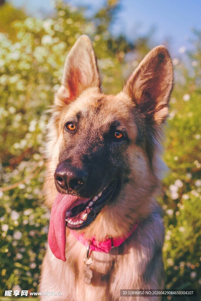 阳光下的可爱德国牧羊犬