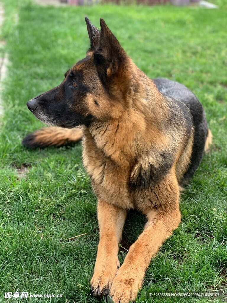 德国牧羊犬休憩于绿草地