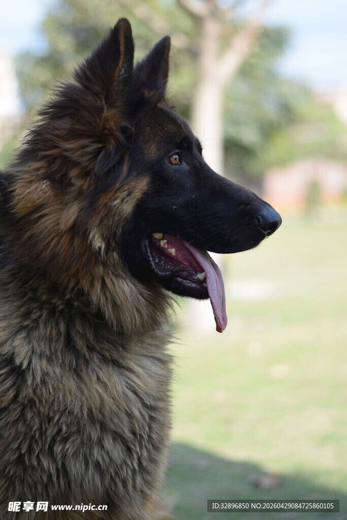 德国牧羊犬户外特写