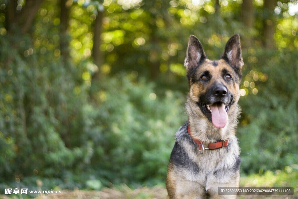 户外的德国牧羊犬